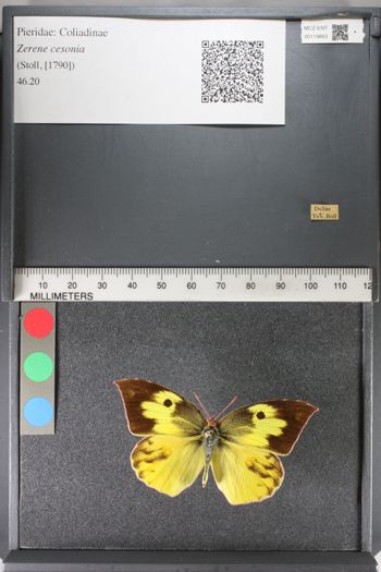 Media type: image;   Entomology 119863